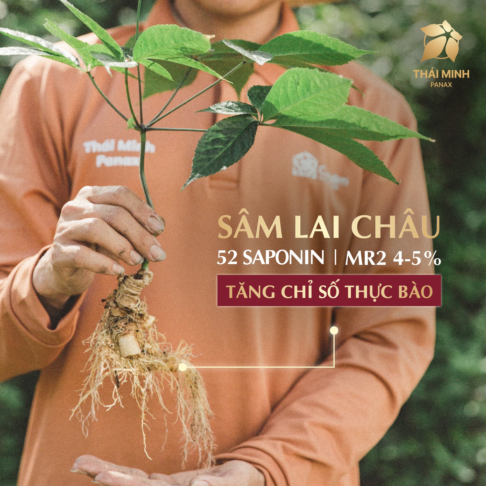 Sâm Lai Châu - “Quốc bảo” dành cho mọi nhà